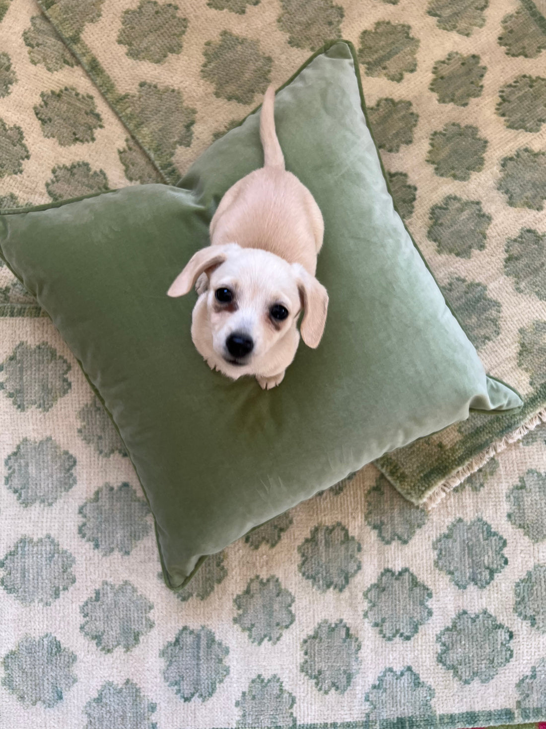 Charlotte’s Webb - 3x9 Green