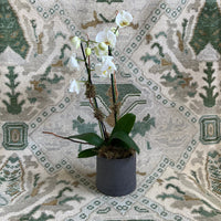 Steel Magnolia - 8x10